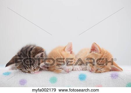 Munchkin pets View Large Photo Image Stock Photo - Munchkin pets. Fotosearch