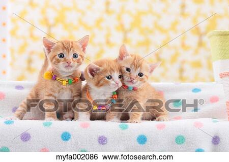 Munchkin pets View Large Photo Image Stock Photograph - Munchkin pets. Fotosearch