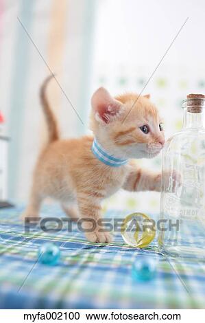 Munchkin View Large Photo Image Stock Image - Munchkin. Fotosearch