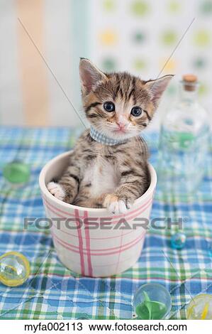 Munchkin View Large Photo Image Stock Image - Munchkin. Fotosearch