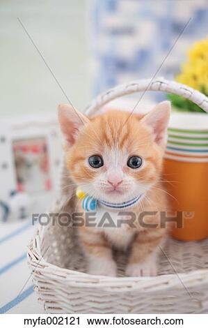 Munchkin View Large Photo Image Stock Image - Munchkin. Fotosearch