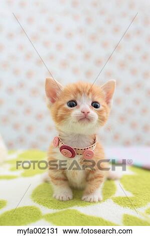 Munchkin View Large Photo Image Stock Image - Munchkin. Fotosearch
