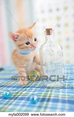 Munchkin View Large Photo Image Stock Photo - Munchkin. Fotosearch