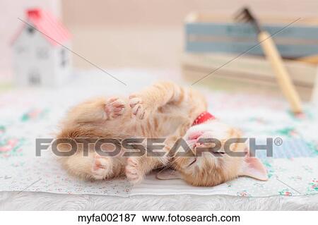 Stock Photo - Munchkin. Fotosearch