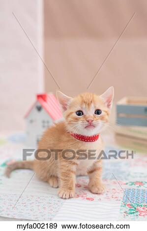 Munchkin View Large Photo Image Stock Photo - Munchkin. Fotosearch