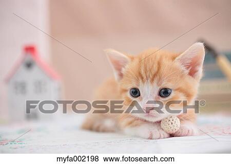 Munchkin View Large Photo Image Stock Photo - Munchkin. Fotosearch