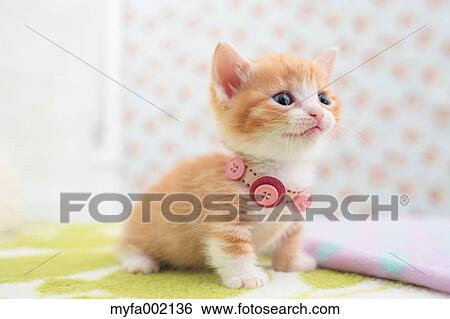 Munchkin View Large Photo Image Stock Photograph - Munchkin. Fotosearch