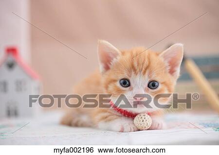 Munchkin View Large Photo Image Stock Photograph - Munchkin. Fotosearch