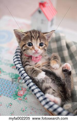 Munchkin View Large Photo Image Stock Photography - Munchkin. Fotosearch