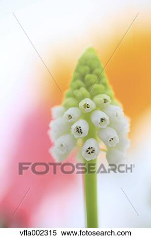Muscari View Large Photo Image Stock Photography - Muscari. Fotosearch