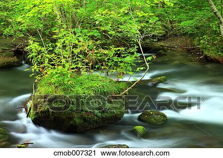 Oirase mountain stream, Aomori Prefecture View Large Photo Image Stock Image - Oirase mountain stream, Aomori Prefecture. Fotosearch