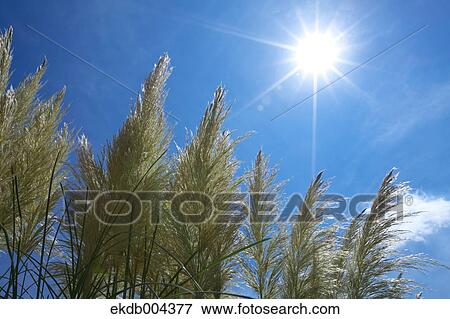 Pampas grass and sky View Large Photo Image Stock Photo - Pampas grass and sky. Fotosearch