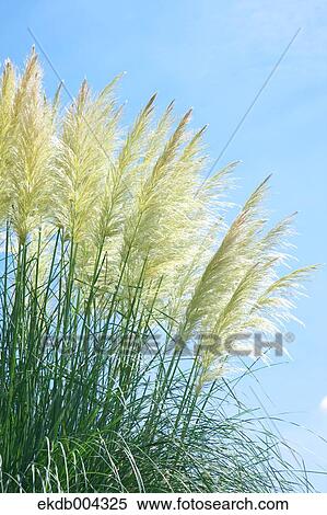 Pampas grass and sky View Large Photo Image Stock Photography - Pampas grass and sky. Fotosearch