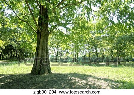 Park View Large Photo Image Picture - Park. Fotosearch