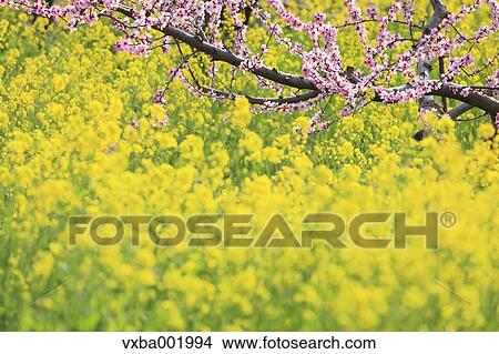 Peach blossoms and rapeseed field, Yamanashi Prefecture View Large Photo Image Picture - Peach blossoms and rapeseed field, Yamanashi Prefecture. Fotosearch
