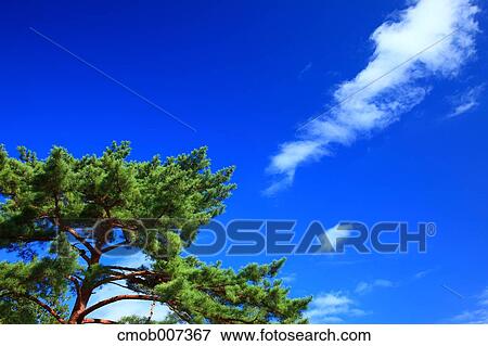 Pine tree and sky with clouds View Large Photo Image Stock Photo - Pine tree and sky with clouds. Fotosearch