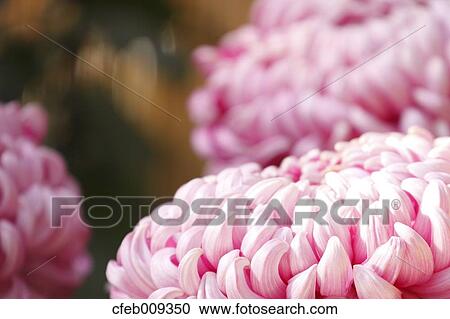 Pink mums View Large Photo Image Stock Image - Pink mums. Fotosearch