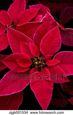 Poinsettia View Large Photo Image Picture - Poinsettia. Fotosearch