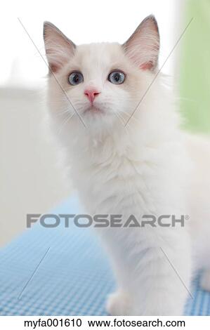 Ragdoll pet View Large Photo Image Stock Image - Ragdoll pet. Fotosearch