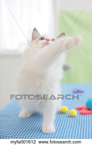 Ragdoll pet View Large Photo Image Stock Image - Ragdoll pet. Fotosearch