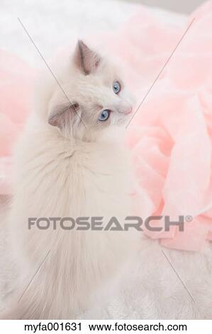 Ragdoll pet View Large Photo Image Stock Image - Ragdoll pet. Fotosearch