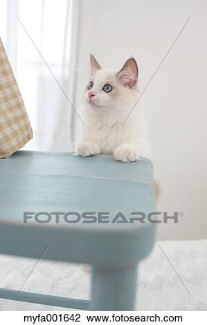 Ragdoll pet View Large Photo Image Stock Image - Ragdoll pet. Fotosearch