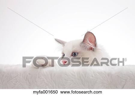 Ragdoll pet View Large Photo Image Stock Image - Ragdoll pet. Fotosearch