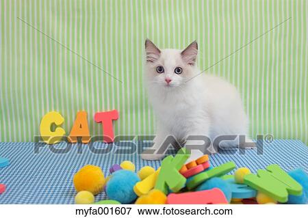 Ragdoll pet View Large Photo Image Stock Photo - Ragdoll pet. Fotosearch