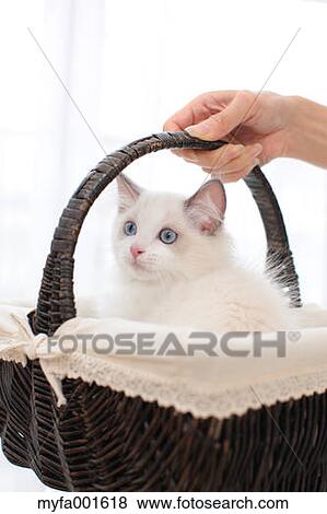 Stock Photo - Ragdoll pet. Fotosearch