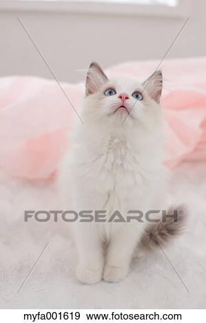 Ragdoll pet View Large Photo Image Stock Photo - Ragdoll pet. Fotosearch
