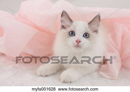 Ragdoll pet View Large Photo Image Stock Photo - Ragdoll pet. Fotosearch