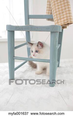 Ragdoll pet View Large Photo Image Stock Photo - Ragdoll pet. Fotosearch