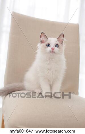 Ragdoll pet View Large Photo Image Stock Photo - Ragdoll pet. Fotosearch
