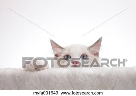 Ragdoll pet View Large Photo Image Stock Photo - Ragdoll pet. Fotosearch