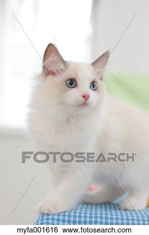 Ragdoll pet View Large Photo Image Stock Photograph - Ragdoll pet. Fotosearch