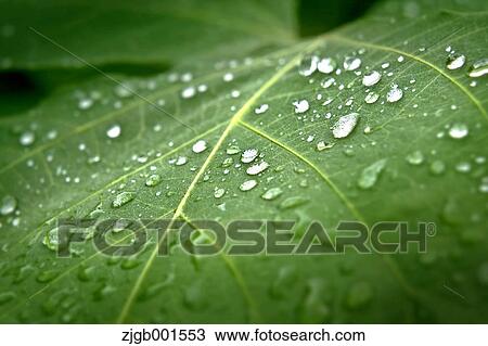Stock Image - Raindrops on green leaf. Fotosearch