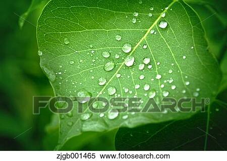 Stock Photography - Raindrops on green leaf. Fotosearch