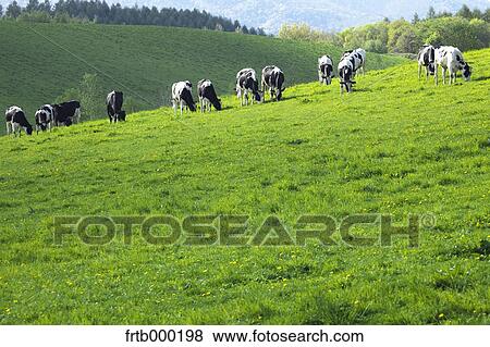 Ranch in Biei, Hokkaido View Large Photo Image Stock Photo - Ranch in Biei, Hokkaido. Fotosearch