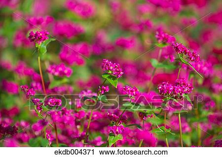 Red buckwheat flowers View Large Photo Image Stock Image - Red buckwheat flowers. Fotosearch