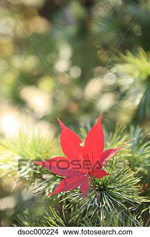 Red maple leaf View Large Photo Image Picture - Red maple leaf. Fotosearch