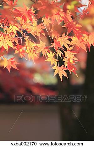 Red maple leaves, Shizuoka Prefecture View Large Photo Image Stock Image - Red maple leaves, Shizuoka Prefecture. Fotosearch