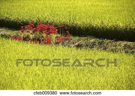 Red spider lilies View Large Photo Image Stock Image - Red spider lilies. Fotosearch