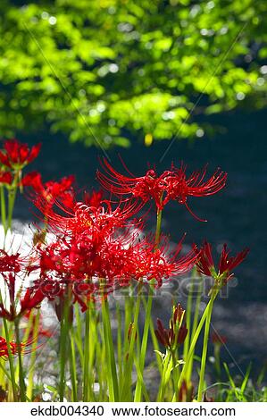 Red Spider Lilies Stock Image Ekdb Fotosearch