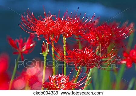 Red spider lilies View Large Photo Image Stock Photo - Red spider lilies. Fotosearch