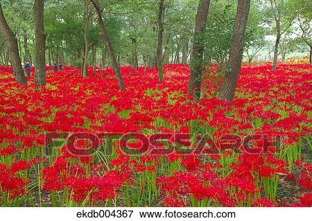 Red spider lilies View Large Photo Image Stock Photo - Red spider lilies. Fotosearch