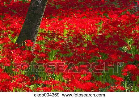 Red spider lilies View Large Photo Image Stock Photo - Red spider lilies. Fotosearch