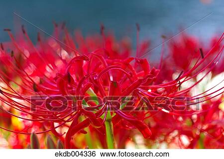 Red spider lilies View Large Photo Image Stock Photograph - Red spider lilies. Fotosearch