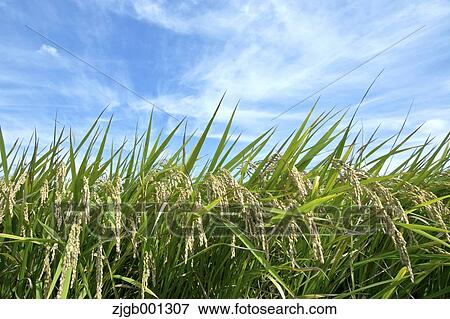 Rice ears and sky View Large Photo Image Stock Photo - Rice ears and sky. Fotosearch