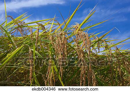 Rice ears and sky View Large Photo Image Stock Photograph - Rice ears and sky. Fotosearch