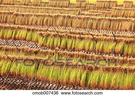 Rice ears drying, Gunma Prefecture View Large Photo Image Stock Photograph - Rice ears drying, Gunma Prefecture. Fotosearch